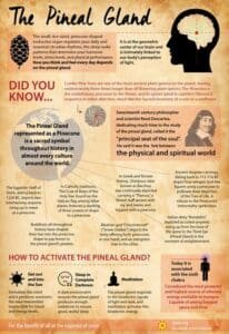 Pineal Gland