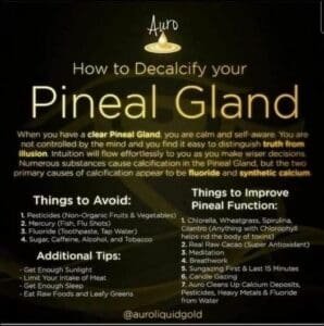 pineal gland